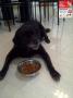 ALPO : Happy Delicious Contest