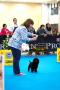 Jogja Dogshow 2014
