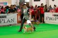 Jogja Dogshow 2014