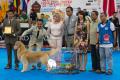 The Winner @Jogja Dogshow 2014