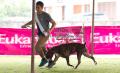 Dobermann, Boxer & Rottweiler Show
