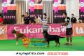 Klik untuk perbesar