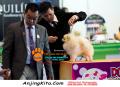 Perkin Jateng Dog Show 2014 