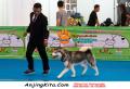 Perkin Jateng Dog Show 2014 