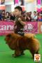 Perkin Jateng Dog Show 2014 