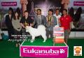The Winner @Perkin Jateng Dog Show 2014