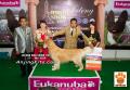 The Winner @Perkin Jateng Dog Show 2014