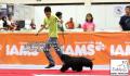 The Great Jakarta Dog Show PERKIN JAYA 2014