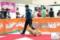 The Great Jakarta Dog Show PERKIN JAYA 2014