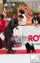 The Great Jakarta Dog Show PERKIN JAYA 2014
