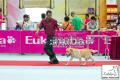 The Great Jakarta Dog Show PERKIN JAYA 2014