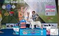 The Winner @The Great Jakarta Dog Show PERKIN JAYA 2014