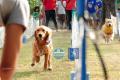 Sprint n Retrieve #3   
