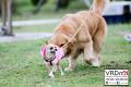 Me & My Dogs | Fun Dog Lovers Gathering