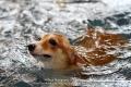 Gathering Pembroke Welsh Corgi Jakarta