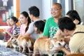 Gathering Pembroke Welsh Corgi Jakarta