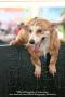 Gathering Pembroke Welsh Corgi Jakarta