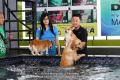 Gathering Pembroke Welsh Corgi Jakarta