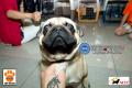 PERKIN Jatim CACIB - CAC International Dog Show 20 & 21 Sep 2014