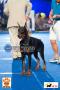 PERKIN Jatim CACIB - CAC International Dog Show 20 & 21 Sep 2014