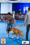 PERKIN Jatim CACIB - CAC International Dog Show 20 & 21 Sep 2014