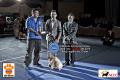 The Winner @PERKIN Jatim CACIB - CAC International Dog Show 20 & 21 Sep 2014 