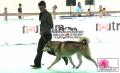 PERKIN Jabar Dogshow 2014