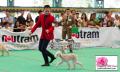 PERKIN Jabar Dogshow 2014