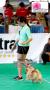 PERKIN Jabar Dogshow 2014