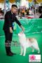 PERKIN Jabar Dogshow 2014