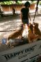 Golden Retriever Centre JUMP 'n HUNT #2