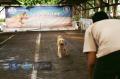Klik untuk perbesar