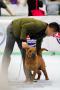 *Candid* The Jakarta Dog Show 2014 - November