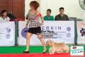 Pekanbaru Dogs Day 2014