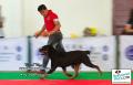 Pekanbaru Dogs Day 2014