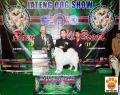 The Winner at JATENG Dog Show 2014