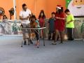 Amazing Dog Race 4 X'Mas 