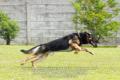Klik untuk perbesar