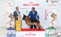 MKA International Dog Show March 13-15, 2015.