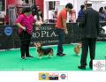 The 1st Jakarta Dog Show 2015. 21-22 Maret 2015