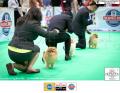 The 1st Jakarta Dog Show 2015. 21-22 Maret 2015