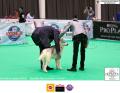 The 1st Jakarta Dog Show 2015. 21-22 Maret 2015