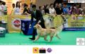 The 1st Jakarta Dog Show 2015. 21-22 Maret 2015
