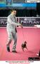Perkin Jatim International Dog Show 2015