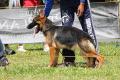 Pameran Anjing Herder Jateng & DIY