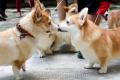 Unofficial Corgi Gathering