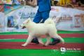 Makassar Dog Show 2015