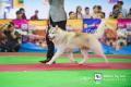 Makassar Dog Show 2015