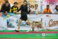 Makassar Dog Show 2015