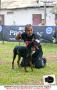 Pameran Anjing Dobermann, Boxer & Rottweiler 